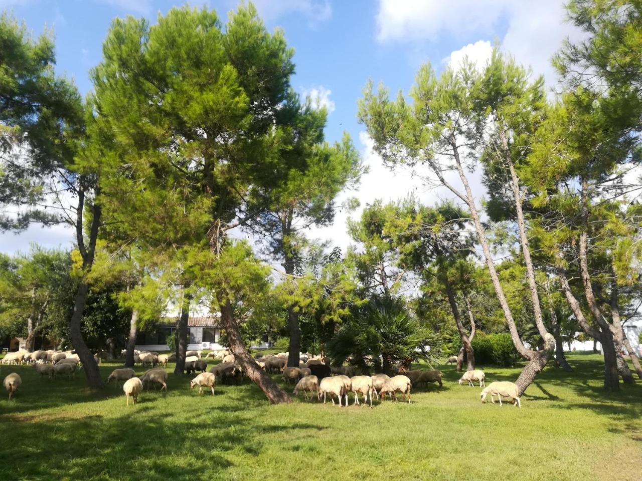 Torrevecchia Farm stay San Pancrazio Salentino