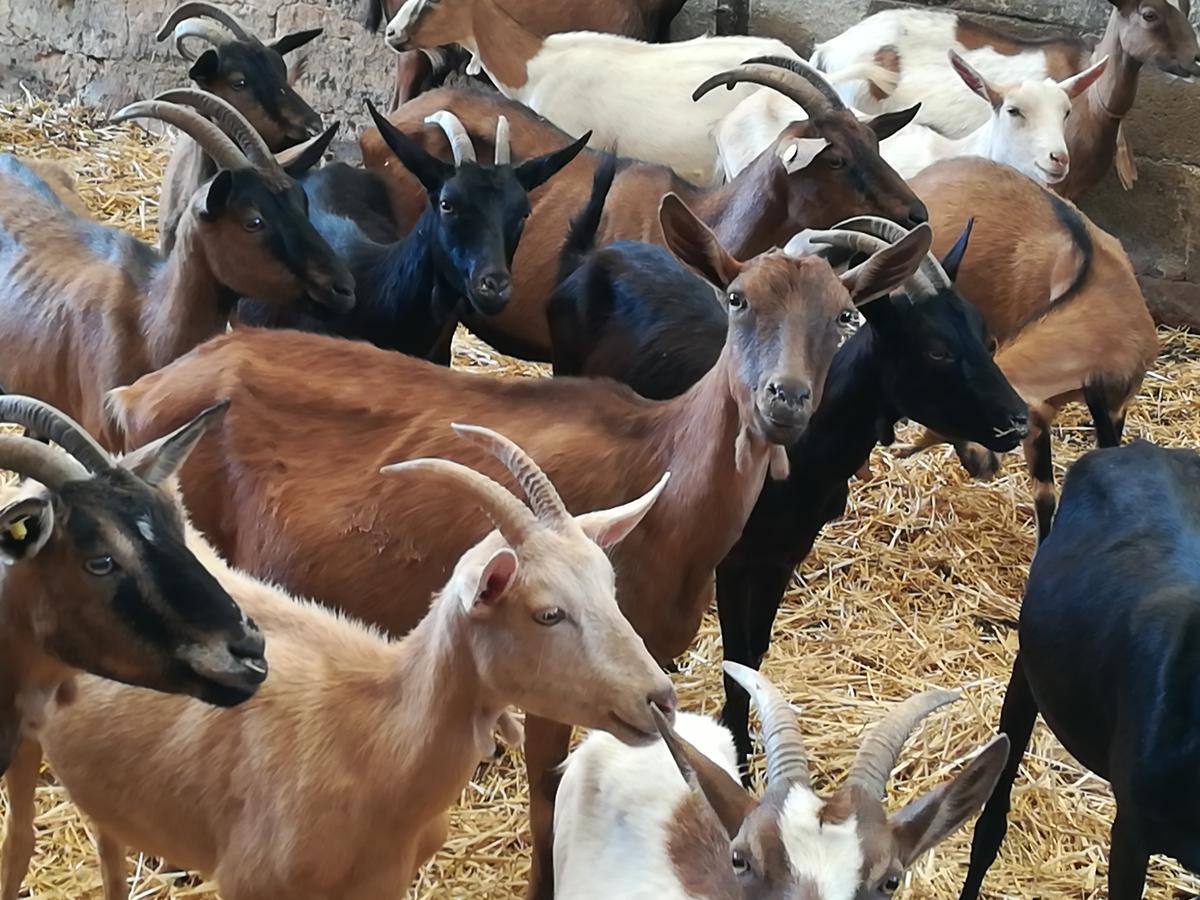 Farm stay Torrevecchia